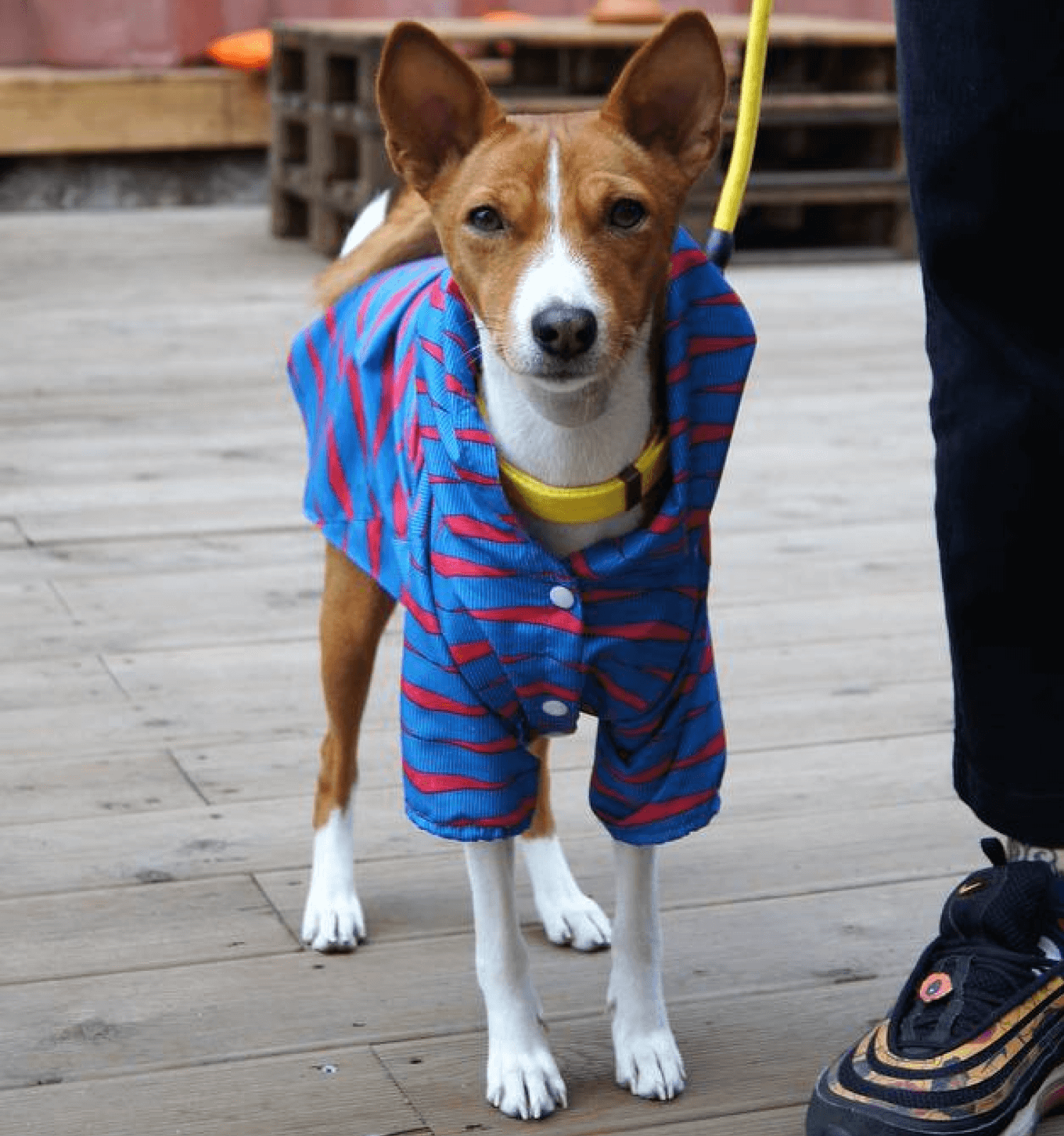 Одежда для собак своими руками: схемы и размеры - Уход