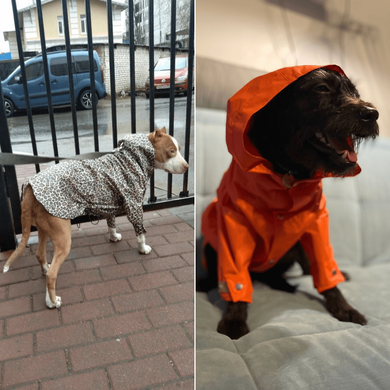Одежда для собак, выкройки одежды для собак, как сшить комбинезон для собаки