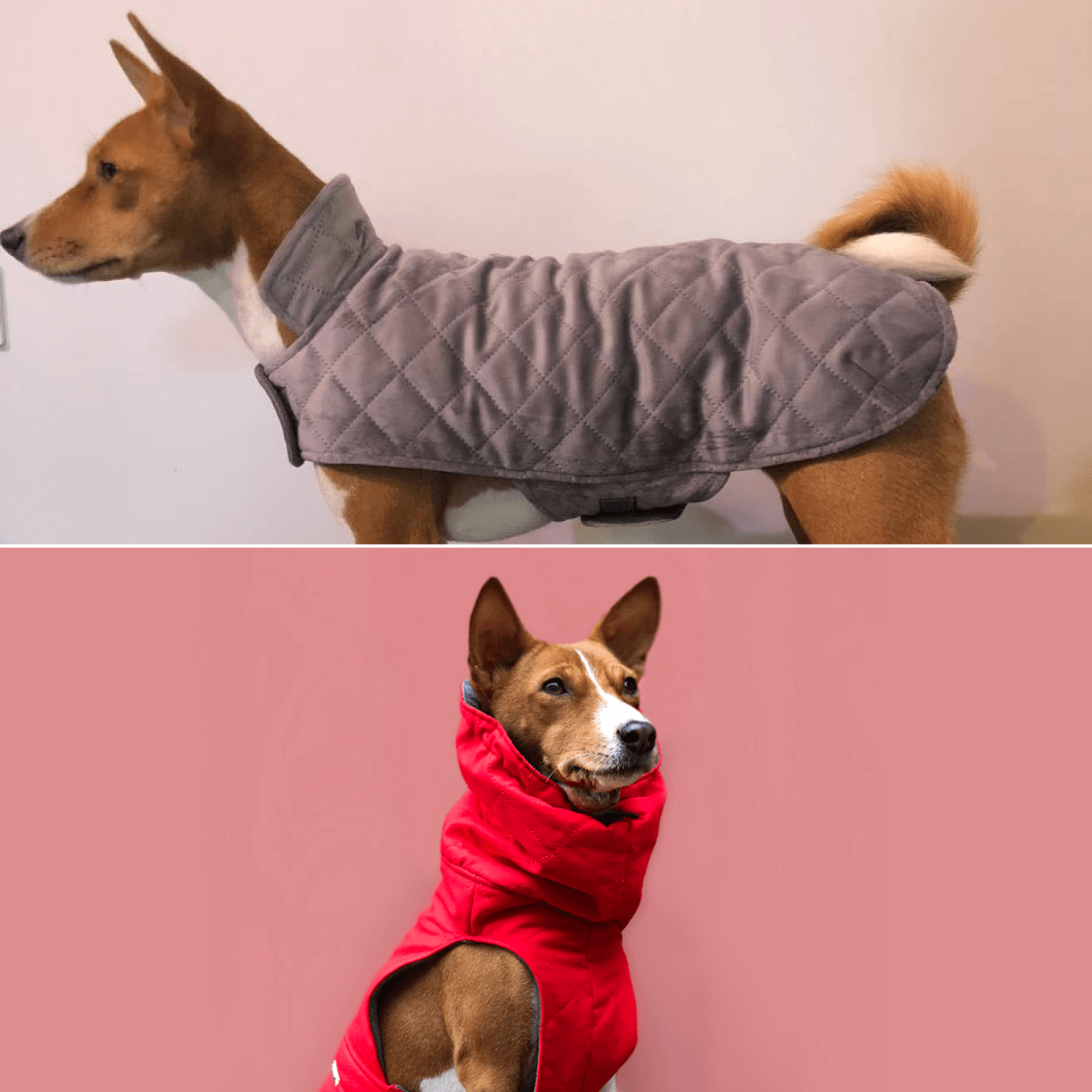 Бизнес-идея для женщин: пошив одежды для собак