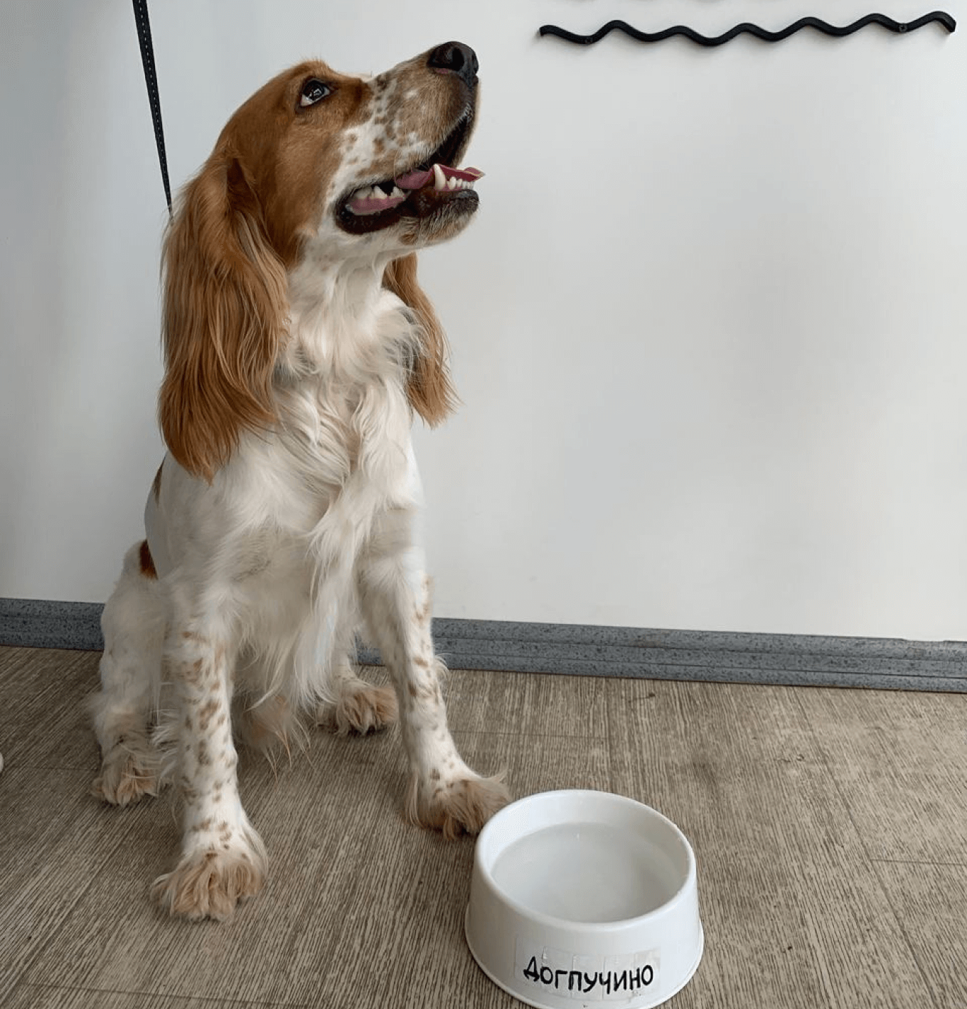 Собака управляющей кофейни