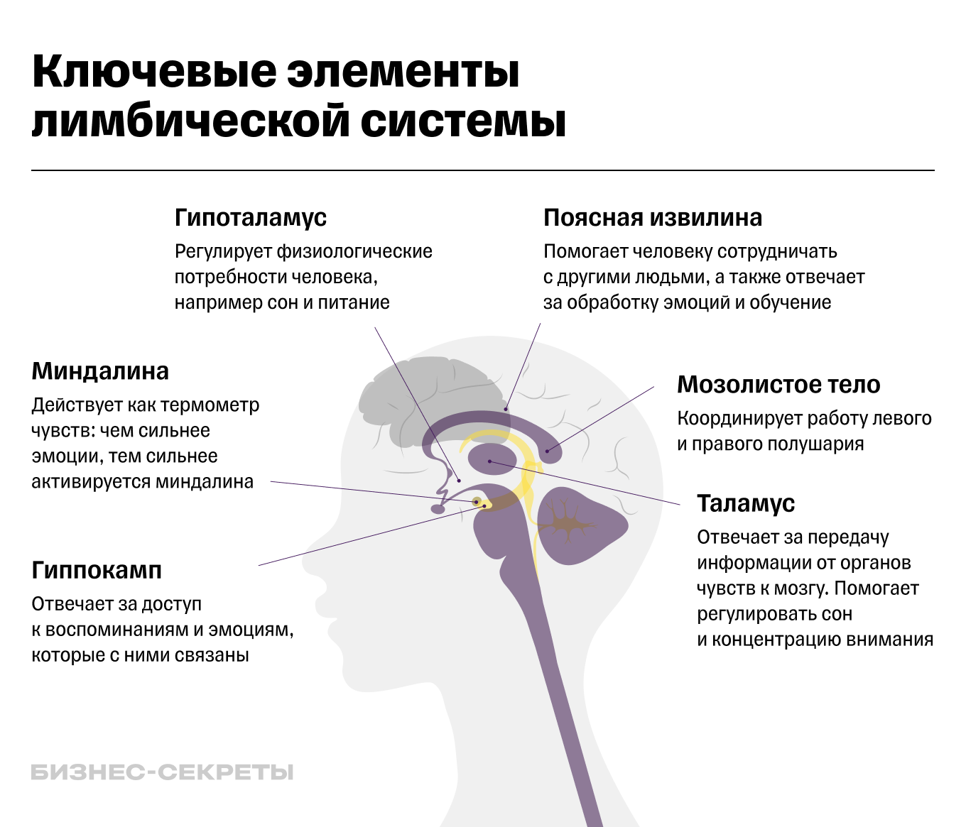 Схема строения мозга