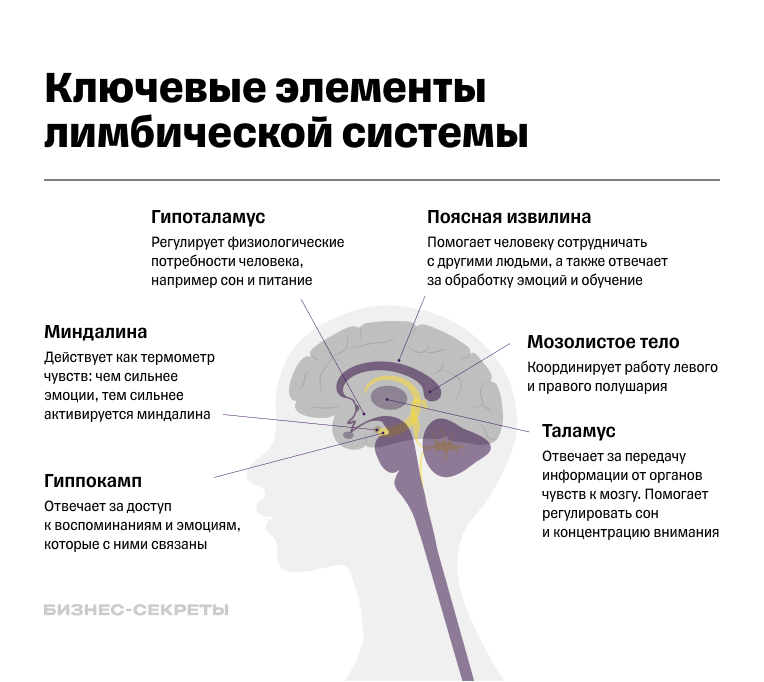 Схема строения мозга