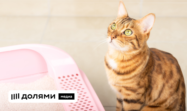Выбираем лоток для кошки: 16 лучших вариантов от 200 до 55 000 рублей